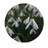 yanfind Ceramic Coasters (round) Images Spring Flowers Snow Snowdrop Wallpapers Plant Bulbs Amaryllidaceae Free Gardens Snowdrops Family Game Intellectual Educational Game Jigsaw Puzzle Toy Set
