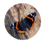 yanfind Ceramic Coasters (round) Antenna Insect Autumn Nymphalid Natural Admiral Beauty Butterfly Wing Outdoors Hungary Arthropod002 Family Game Intellectual Educational Game Jigsaw Puzzle Toy Set