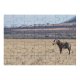 yanfind Picture Puzzle Zebra Stripes Savannah Savanna Wildlife Terrestrial Grassland Natural Ecoregion Prairie Family Game Intellectual Educational Game Jigsaw Puzzle Toy Set