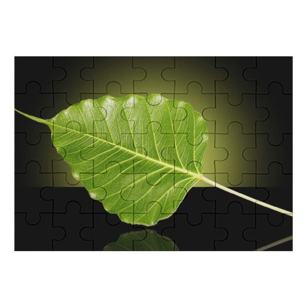 yanfind Picture Puzzle Leaf Buddhist Bodhi Plant Flower Tree Flowering Macro Stem Family Game Intellectual Educational Game Jigsaw Puzzle Toy Set