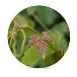 yanfind Ceramic Coasters (round)  Leaf Grape Grapes Leaves Wine Flower Plant Flowering Botany Nettle Family Family Game Intellectual Educational Game Jigsaw Puzzle Toy Set