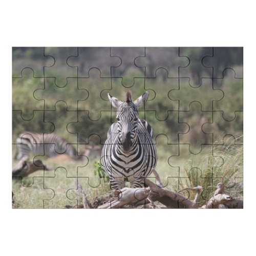 yanfind Picture Puzzle Zebra Wildlife Tanzania Africa Vertebrate Terrestrial Wilderness National Park Adaptation Snout Plant Family Game Intellectual Educational Game Jigsaw Puzzle Toy Set