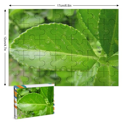 yanfind Picture Puzzle Leaf Plant Tree Flower Flowering Mock Dew Family Game Intellectual Educational Game Jigsaw Puzzle Toy Set