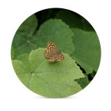 yanfind Ceramic Coasters (round)  Leaf Grapes Grape Wine Leaves Butterfly Cynthia (subgenus) Comma Insect Moths Family Game Intellectual Educational Game Jigsaw Puzzle Toy Set
