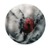 yanfind Ceramic Coasters (round) Images Saarland Insect Frost Public Snow Wallpapers Outdoors Winter Invertebrate  Frozen Family Game Intellectual Educational Game Jigsaw Puzzle Toy Set