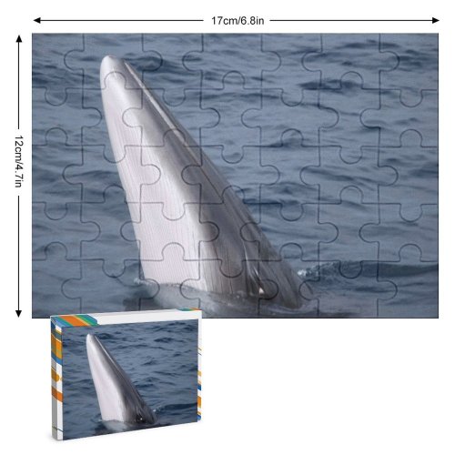yanfind Picture Puzzle Atlantic Images  Ripple Minkewhale Ireland Dingle Savethewhales Island Wallpapers Sea Wildlife Family Game Intellectual Educational Game Jigsaw Puzzle Toy Set