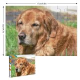 yanfind Picture Puzzle Golden Dog Vertebrate Canidae Carnivore Sporting Family Game Intellectual Educational Game Jigsaw Puzzle Toy Set
