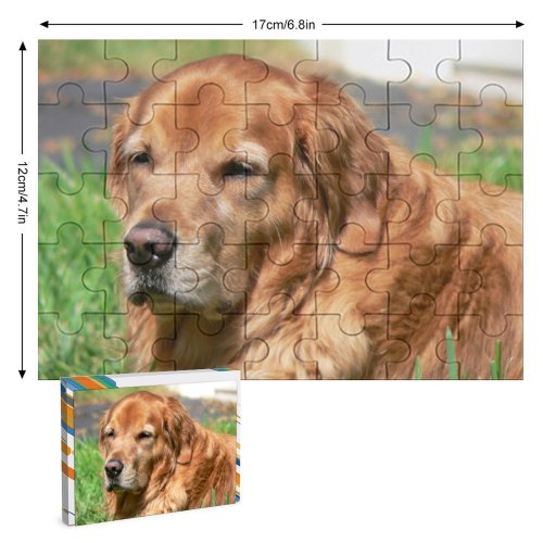 yanfind Picture Puzzle Golden Dog Vertebrate Canidae Carnivore Sporting Family Game Intellectual Educational Game Jigsaw Puzzle Toy Set