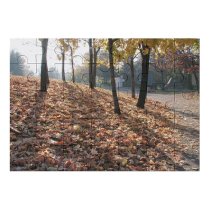 yanfind Picture Puzzle Leaf Tree Deciduous Natural Landscape Autumn Woodland Forest Northern Hardwood Family Game Intellectual Educational Game Jigsaw Puzzle Toy Set