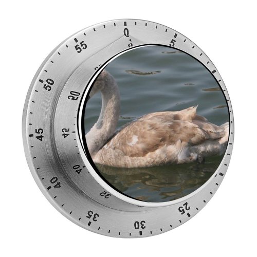 yanfind Timer Swans  Lakes Birds Regal Winter Scenes Waterfowl Bird Vertebrate Ducks Geese 60 Minutes Mechanical Visual Timer