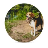 yanfind Ceramic Coasters (round) Ground Images Pet  Hound Grass Wallpapers Pedigreed Beagle Stock Free Aquatic Family Game Intellectual Educational Game Jigsaw Puzzle Toy Set
