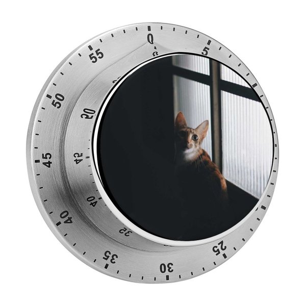 yanfind Timer Lovely Gatinhos Images Pet Manx Public Wallpapers Decor Abyssinian Gold Pictures Exposição 60 Minutes Mechanical Visual Timer