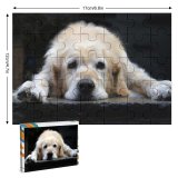 yanfind Picture Puzzle Golden Dogs Dog Vertebrate Canidae Carnivore Sporting Snout Fur Family Game Intellectual Educational Game Jigsaw Puzzle Toy Set