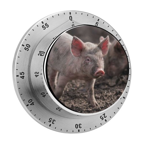 yanfind Timer Images Argentina Pig Azul De Aires Stock Free Buenos Pictures Boar Hog 60 Minutes Mechanical Visual Timer