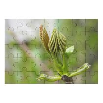 yanfind Picture Puzzle Leaf Spring Ozalj Croatia Flower Plant Bud Botany Flowering Macro Stem Family Game Intellectual Educational Game Jigsaw Puzzle Toy Set