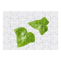 yanfind Picture Puzzle Leaf Spring Garden Ivy Hedera Leaves Plant Flower Flowering Herb Family Alismatales Family Game Intellectual Educational Game Jigsaw Puzzle Toy Set