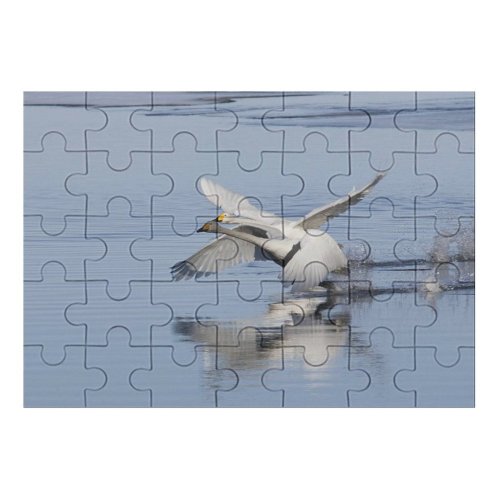 yanfind Picture Puzzle Whooper  Bird Take  Lake Vertebrate Beak Wing Wildlife Egret Heron Family Game Intellectual Educational Game Jigsaw Puzzle Toy Set