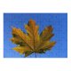 yanfind Picture Puzzle Leaf Sky Maple Tree Plant Woody Plane Flowering Family Game Intellectual Educational Game Jigsaw Puzzle Toy Set