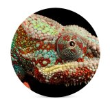 yanfind Ceramic Coasters (round) Black Dark Chameleon Lizard Multicolor Closeup Macro AMOLED HDR Family Game Intellectual Educational Game Jigsaw Puzzle Toy Set