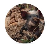 yanfind Ceramic Coasters (round) Images Hog Ground Slum Pictures Pig PNG Boar Poverty Family Game Intellectual Educational Game Jigsaw Puzzle Toy Set