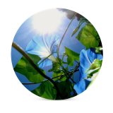 yanfind Ceramic Coasters (round) Spring Sky  Flair  Flower Flowers Luxury Jungle Garden Greens Hedge Family Game Intellectual Educational Game Jigsaw Puzzle Toy Set