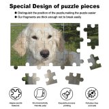 yanfind Picture Puzzle Golden Dog Puppy Outside Cute Lovable Climb Climbing Fluffy Fence Vertebrate Canidae Family Game Intellectual Educational Game Jigsaw Puzzle Toy Set