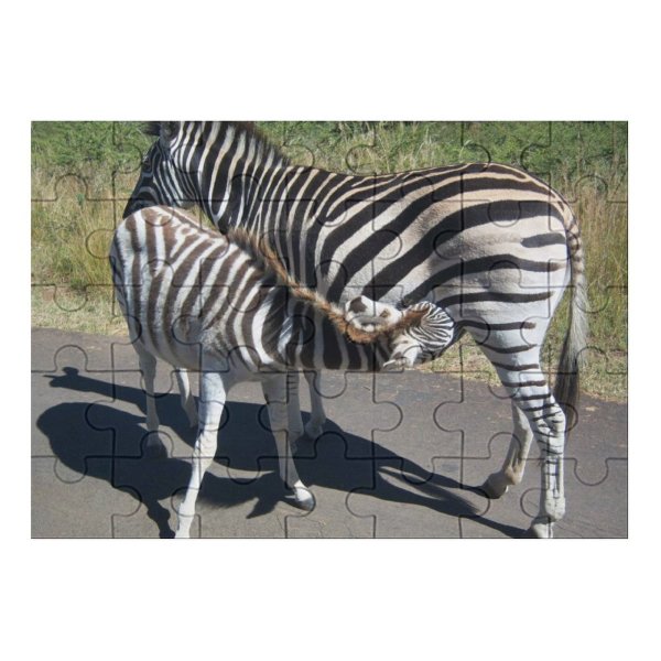 yanfind Picture Puzzle Zebra Wildlife Nursing Milk Feeding Terrestrial Vertebrate Mane Snout Organism Grassland Family Game Intellectual Educational Game Jigsaw Puzzle Toy Set
