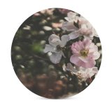 yanfind Ceramic Coasters (round) Geranium Images British Rose Floral Petal Flowers Public Wallpapers Plant Garden English Family Game Intellectual Educational Game Jigsaw Puzzle Toy Set
