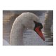 yanfind Picture Puzzle  Lochs Bird Vertebrate Beak Ducks Geese Swans Waterfowl Neck Family Game Intellectual Educational Game Jigsaw Puzzle Toy Set
