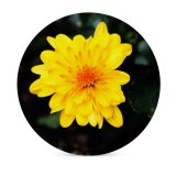 yanfind Ceramic Coasters (round) Plants Images Wallpapers Plant Asteraceae  Flower Daisy Pollen Petal Daisies Free Family Game Intellectual Educational Game Jigsaw Puzzle Toy Set