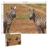 yanfind Picture Puzzle Images Africa Wildlife Wallpapers Horse Zebra Pictures Earthe Creative Big Uganda Commons Family Game Intellectual Educational Game Jigsaw Puzzle Toy Set