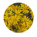 yanfind Ceramic Coasters (round) Images Spring Petal Aster Wallpapers Plant Asteraceae Pollen Free Pictures Daisy Flower Family Game Intellectual Educational Game Jigsaw Puzzle Toy Set