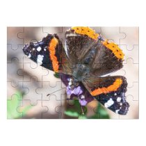yanfind Picture Puzzle Arthropod Outdoors Antenna Lepidoptera Beauty Foraging Feeding Springtime Nymphalidae Butterfly Admiral Natural Family Game Intellectual Educational Game Jigsaw Puzzle Toy Set