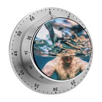 yanfind Timer Pool Dive Images Rays Nonsapvisuals Fun Wallpapers Sea Oxygen Stock Free Mouth 60 Minutes Mechanical Visual Timer