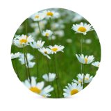 yanfind Ceramic Coasters (round) Images Floral Spring Flora Flowers Landscape Wallpapers Plant Bloom Stock Free Pictures Family Game Intellectual Educational Game Jigsaw Puzzle Toy Set