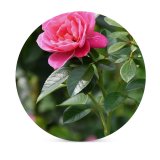 yanfind Ceramic Coasters (round) Poznań Petals Images Rose Floral Flora Petal Peony Flowers Wallpapers Plant Polska Family Game Intellectual Educational Game Jigsaw Puzzle Toy Set
