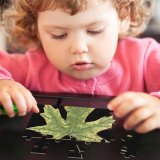 yanfind Picture Puzzle Leaf Dry  Fall Macro Maple Tree Plant Plane Woody Flowering Botany Family Game Intellectual Educational Game Jigsaw Puzzle Toy Set