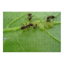 yanfind Picture Puzzle Ant Ants Leaf Insect Bug Bugs Pest Carpenter Invertebrate Membrane Winged Macro Family Game Intellectual Educational Game Jigsaw Puzzle Toy Set