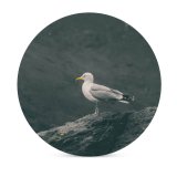 yanfind Ceramic Coasters (round) Shoreline Images Feathers Shore Seagull Wild Bill Wallpapers Sea Wildlife Stock Free Family Game Intellectual Educational Game Jigsaw Puzzle Toy Set