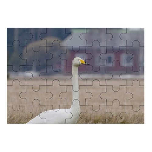 yanfind Picture Puzzle Whooper  Bird Field Winter Beak Grass Ducks Geese Swans Atmospheric Wildlife Family Game Intellectual Educational Game Jigsaw Puzzle Toy Set