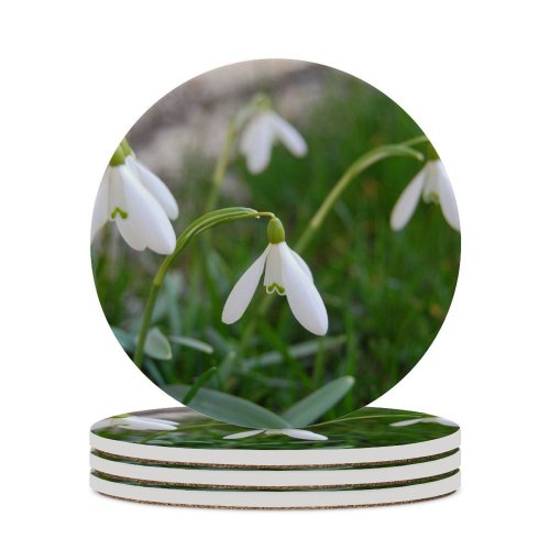 yanfind Ceramic Coasters (round) Spring Snowdrops Grass Flower Galanthus Flowering Plant Snowdrop Summer Snowflake Amaryllis Family Family Game Intellectual Educational Game Jigsaw Puzzle Toy Set