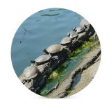 yanfind Ceramic Coasters (round) Turtles Rock Bank Resources Botany Reflection Watercourse Pond Tree Waterway Family Game Intellectual Educational Game Jigsaw Puzzle Toy Set