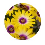 yanfind Ceramic Coasters (round) Creative Images Wallpapers Treasure Plant Commons Anther Garden  Flower Daisy Pollen Family Game Intellectual Educational Game Jigsaw Puzzle Toy Set