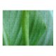 yanfind Picture Puzzle Stuff Leaf Light Plant Texture Flower Flowering Stem Terrestrial Family Game Intellectual Educational Game Jigsaw Puzzle Toy Set