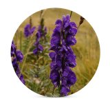yanfind Ceramic Coasters (round) Geranium Images Flori  Munte Flowers Wallpapers Plant  Fauna Stock Free Family Game Intellectual Educational Game Jigsaw Puzzle Toy Set
