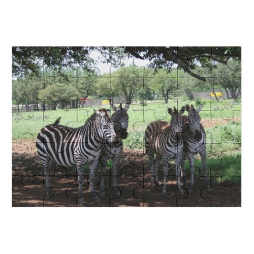 yanfind Picture Puzzle Zebra Zebras Johnson City Texas Wildlife Terrestrial  Savanna Safari Tree Plant Family Game Intellectual Educational Game Jigsaw Puzzle Toy Set