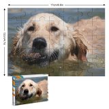 yanfind Picture Puzzle Golden Dog Swim Beach Fetch Pet Vertebrate Canidae Carnivore Sporting Snout Family Game Intellectual Educational Game Jigsaw Puzzle Toy Set