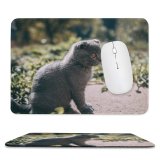 yanfind The Mouse Pad Pet Outdoors Felidae Tabby Whiskers Outside Field Cute Focus Blur Adorable Furry Pattern Design Stitched Edges Suitable for home office game