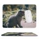 yanfind The Mouse Pad Pet Outdoors Felidae Tabby Whiskers Outside Field Cute Focus Blur Adorable Furry Pattern Design Stitched Edges Suitable for home office game