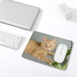 yanfind The Mouse Pad Plant Eyes Kitty Pet Kitten Whiskers Cute Focus Little Furry Face Pavement Pattern Design Stitched Edges Suitable for home office game